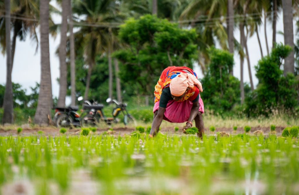 India_Worker picking rice in field